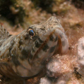  reef lizardfishMarsaalamRed seaEgypt  